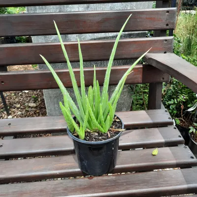 Aloe Vera "Medicinal Aloe" 17cmPot