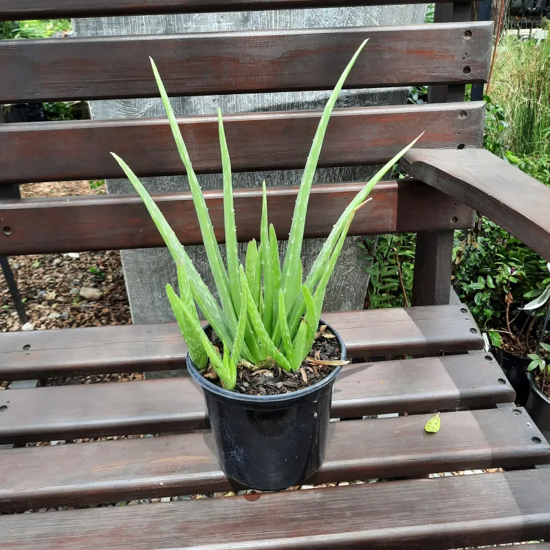 Aloe Vera "Medicinal Aloe" 17cmPot