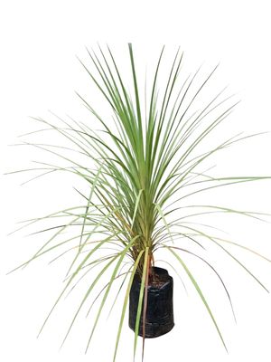 Cordyline Australis "Green Cabbage Tree" 20Liter