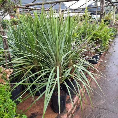 Cordyline Australis "Green Cabbage Tree" 10Liter