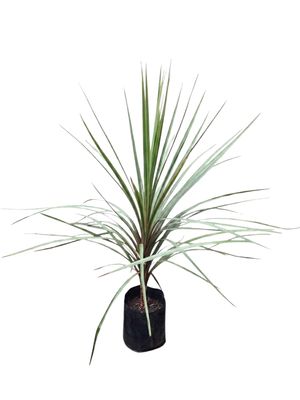 Cordyline Australis "Green Cabbage Tree" 10Liter