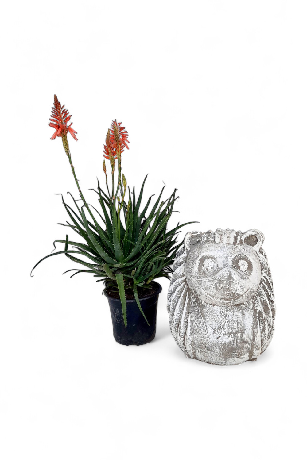 Aloe hybrid "Little Joker" (PBR) 19cmPot Aloe hybrid "Little Joker" (PBR) 19cmPot