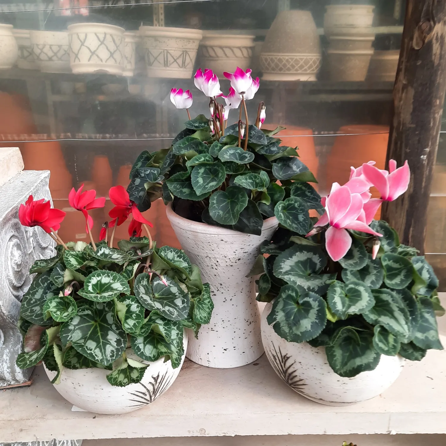 Cyclamen Persicum "Persian Cyclamen" Mixed Colours 14cmPot