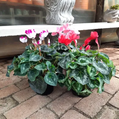 Cyclamen Persicum "Persian Cyclamen" Mixed Colours 14cmPot
