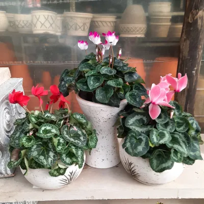 Cyclamen Persicum "Persian Cyclamen" Mixed Colours 14cmPot