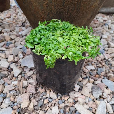 Mentha Pulegium "Penny Royal Mint" 4Liter
