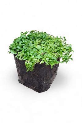 Mentha Pulegium "Penny Royal Mint" 4Liter