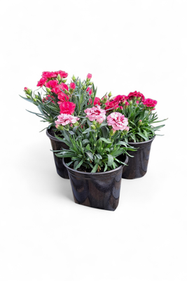 Dianthus Oscar "Carnation" (Mixed Colours)15cm Pot