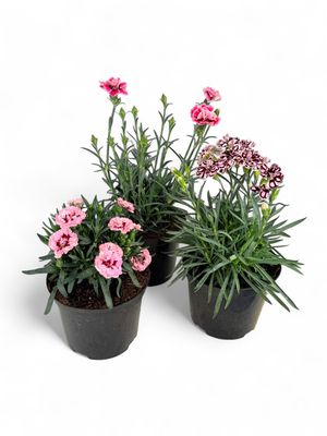 Dianthus Oscar "Carnation" (Mixed Colours)15cm Pot