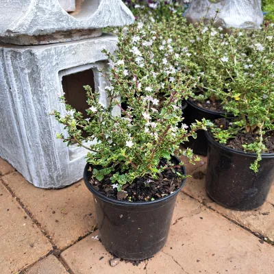 Serissa Foetida "Snow Rose" 17cmPot