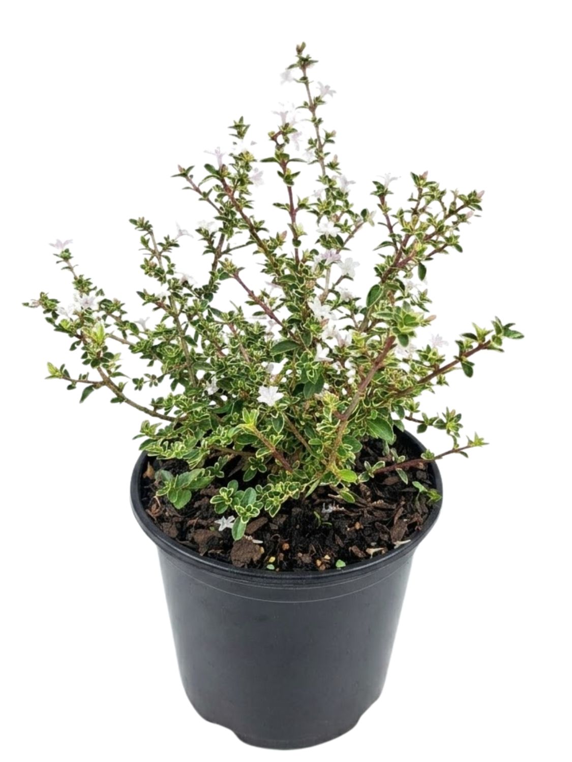 Serissa Foetida "Snow Rose" 17cmPot Serissa Foetida "Snow Rose" 17cmPot