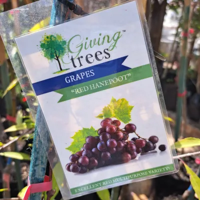 Vitis Vinifera "Grape Red Hanepoot" 10Liter