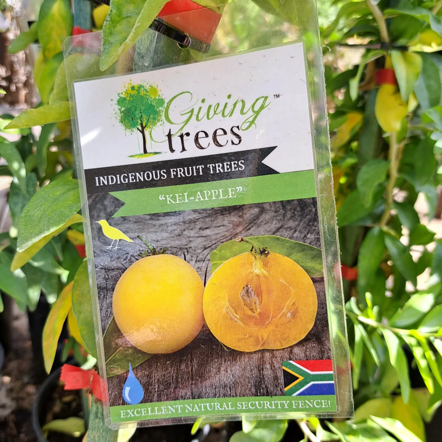 Dovyalis Caffra "Kei - Apple" 19cmPot