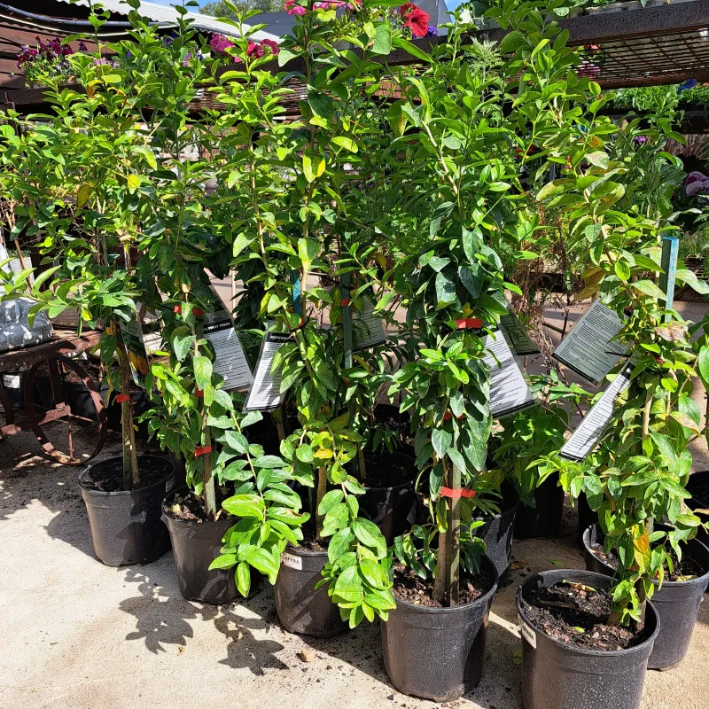 Dovyalis Caffra "Kei - Apple" 19cmPot