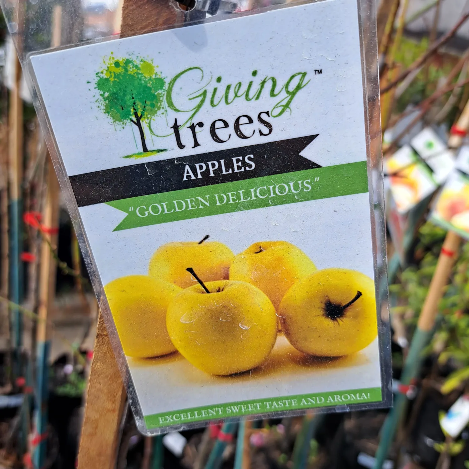 Malus Domestica "Apple Golden Delicious" 10Liter