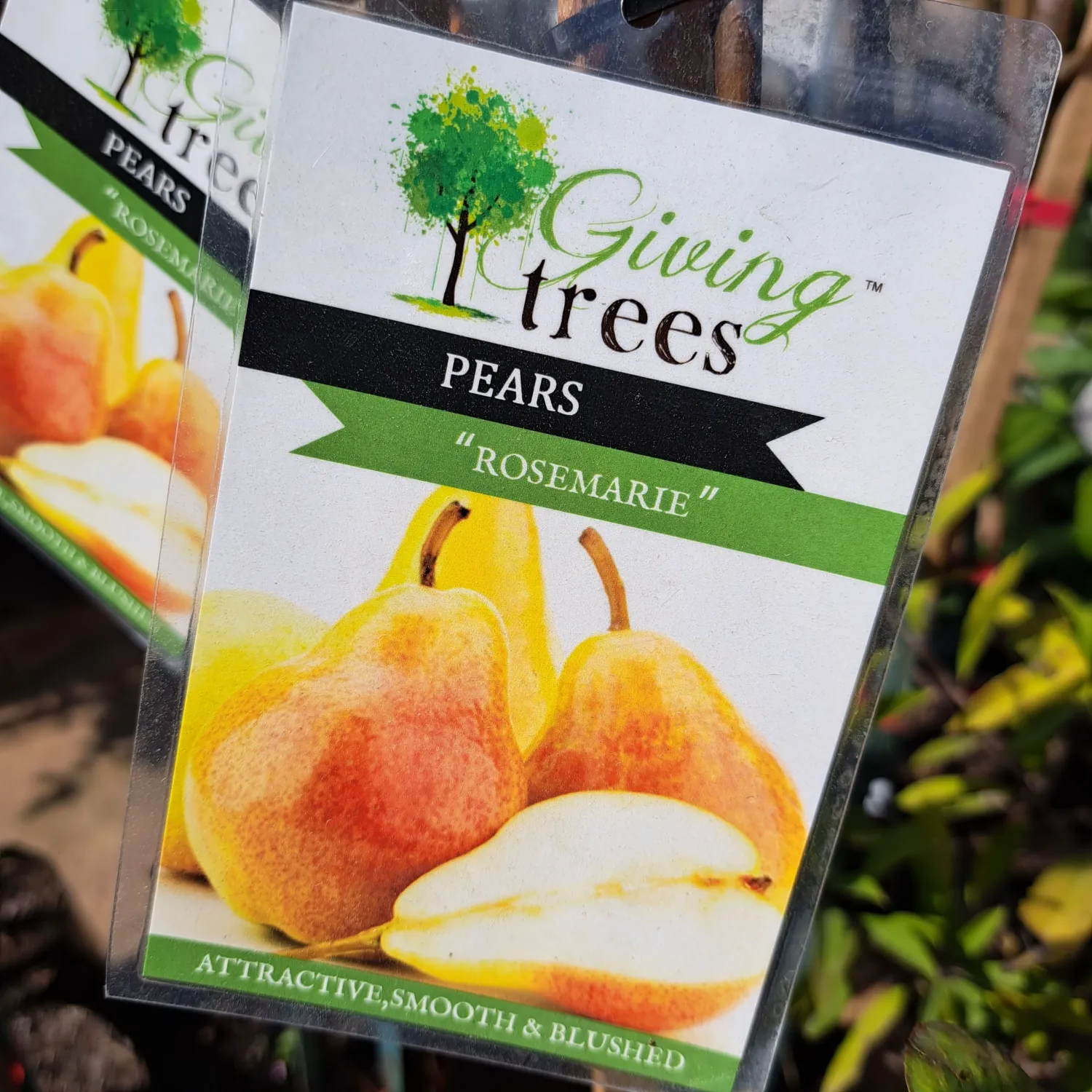 Pyrus Communis "Pear Rosemarie" 10Liter