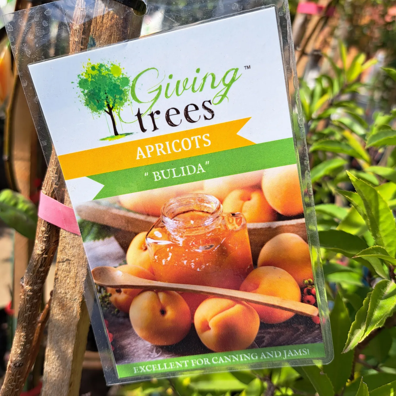 Prunus Armeniaca "Apricot Bulida" 10Liter