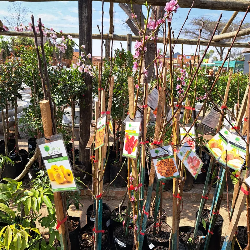 Prunus Armeniaca "Apricot Bulida" 10Liter