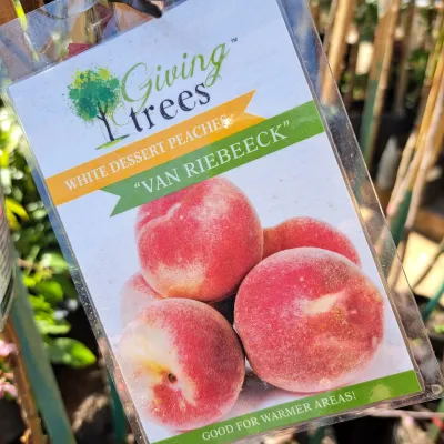 Prunus Persica "Peach Van Riebeeck" 10Liter Prunus Persica "Peach Van Riebeeck" 10Liter