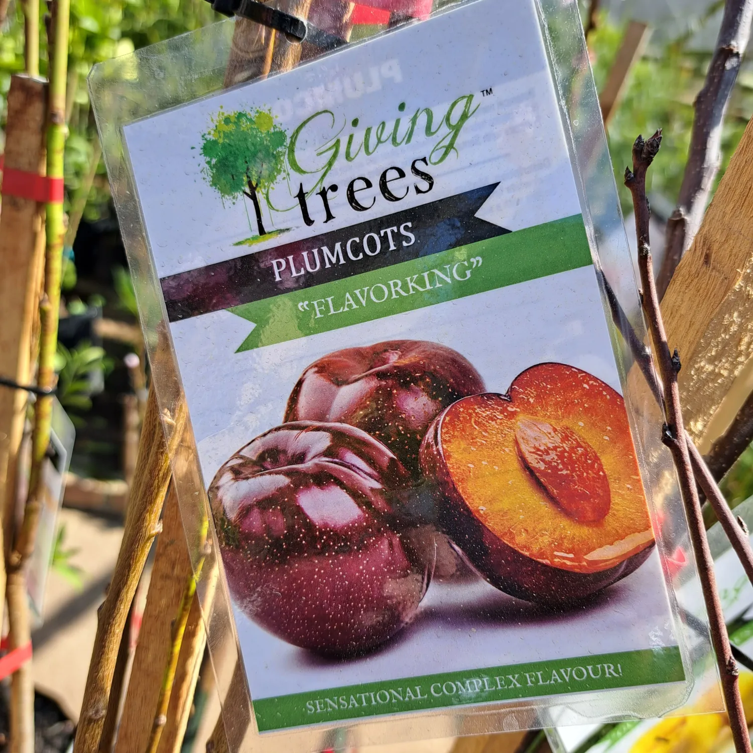 Prunus Salicina "Plumcot Flavorking" Plum/Apricot cross 10Liter Prunus Salicina "Plumcot Flavorking" Plum/Apricot cross 10Liter