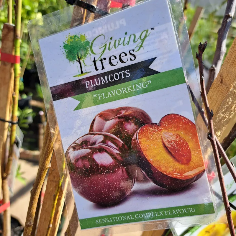Prunus Salicina "Plumcot Flavorking" Plum/Apricot cross 10Liter