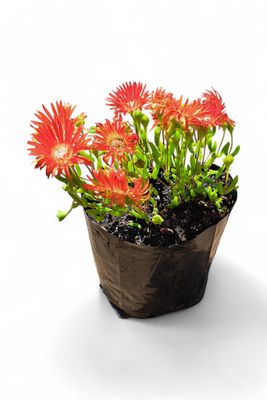 Dorotheanthus bellidiformis "Vygies Orange" 3 Liter