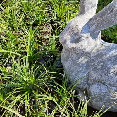 Carex Morrowii Green 2L