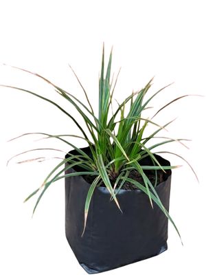 Carex Morrowii Green 2L