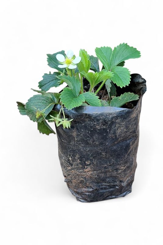 Fragaria x Ananassa "Strawberry" 2Liter