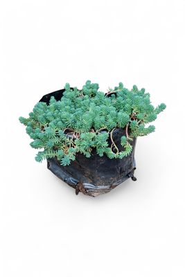 Sedum Rupestre "Sedum Grey" 2Liter
