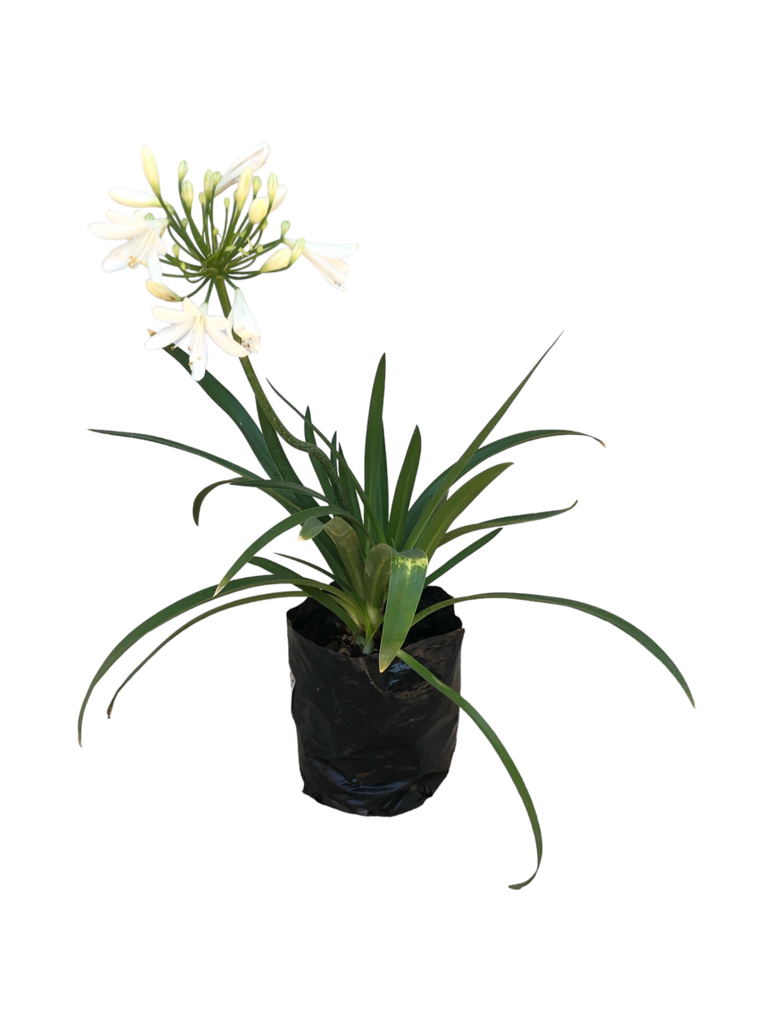 Agapanthus "White African Lily" Medium 3Liter