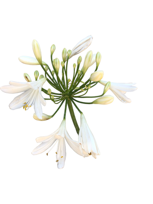 Agapanthus "White African Lily" Medium 3Liter