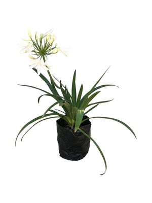 Agapanthus "White African Lily" Medium 3Liter Agapanthus "White African Lily" Medium 3Liter