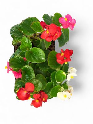 Begonia x Semperflorens-Cultorum "Green Leaf Begonia" (Mixed Colours) Seedlings 6 Pack