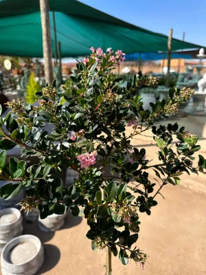Escallonia "Pink Princess" Standard10 Liter