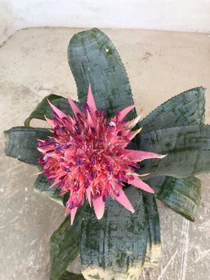 Aechmea Fasciata "Aechmea Bromelia" 20cmPot