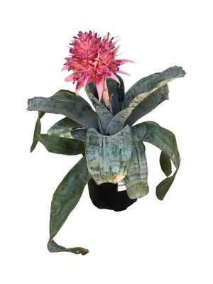 Aechmea Fasciata "Aechmea Bromelia" 20cmPot