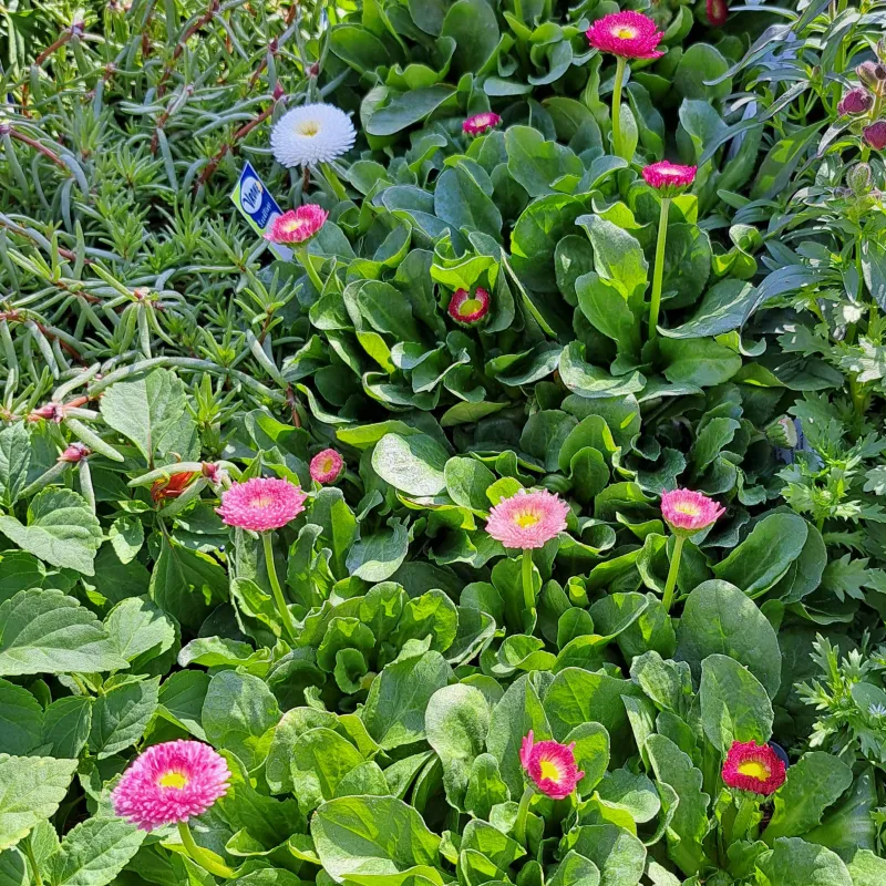Bellis Mix Seedlings 6 Pack