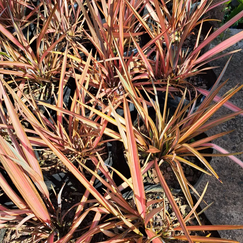 Phormium Tenax Carousel "Flax Lilly" 10Liter