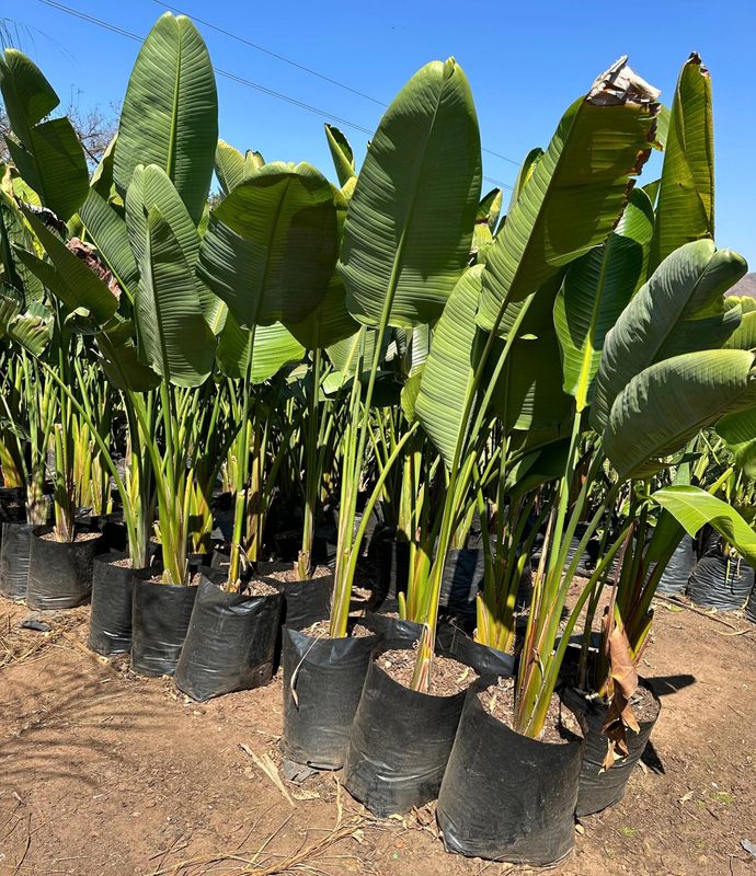 Strelitzia Nicolai "Giant Bird Of Paradise" 20Liter