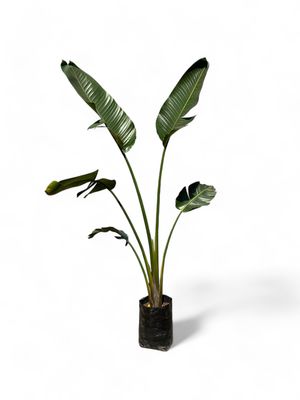 Strelitzia Nicolai "Giant Bird Of Paradise" 20Liter