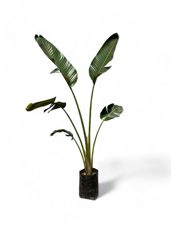 Strelitzia Nicolai "Giant Bird Of Paradise" 20Liter