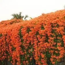 Pyrostegia Venusta "Golden Trumpet Vine" 10Liter Pyrostegia Venusta "Golden Trumpet Vine" 10Liter