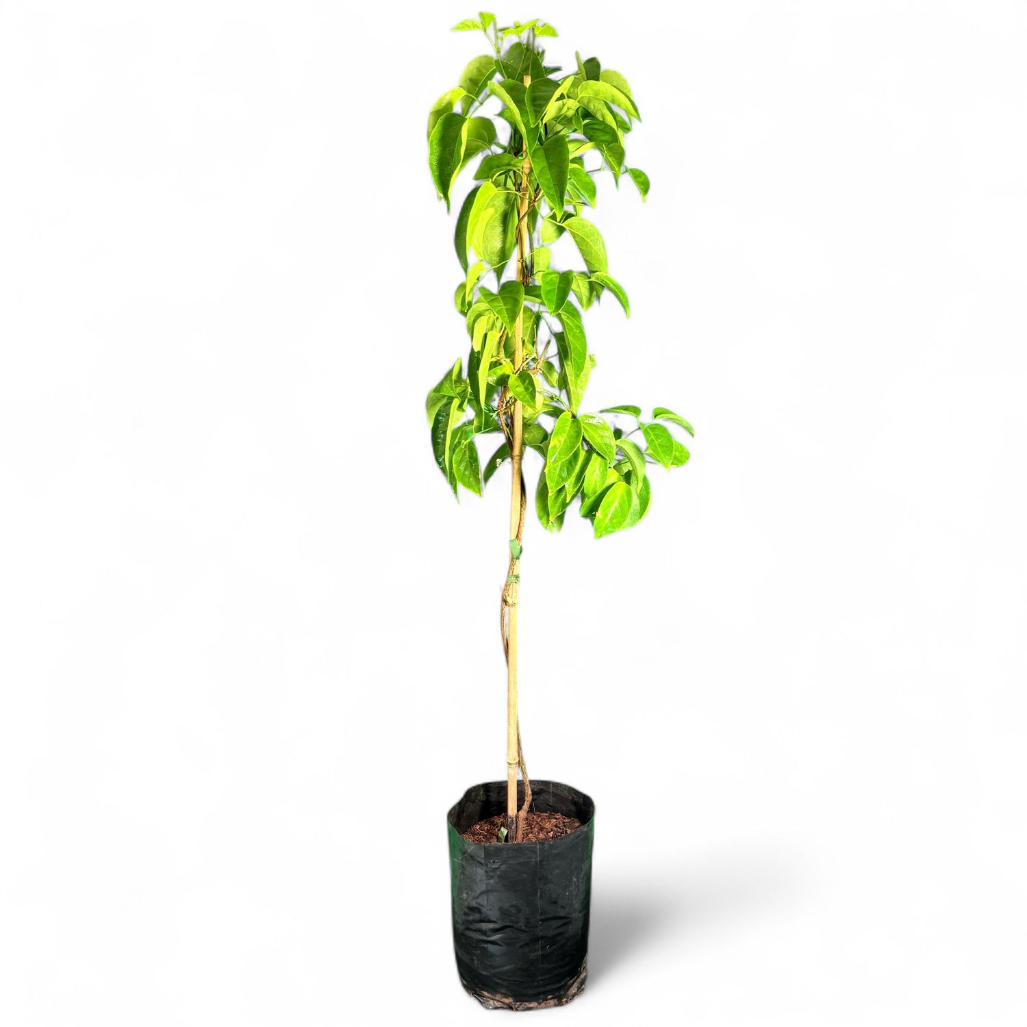 Pyrostegia Venusta "Golden Trumpet Vine" 10Liter