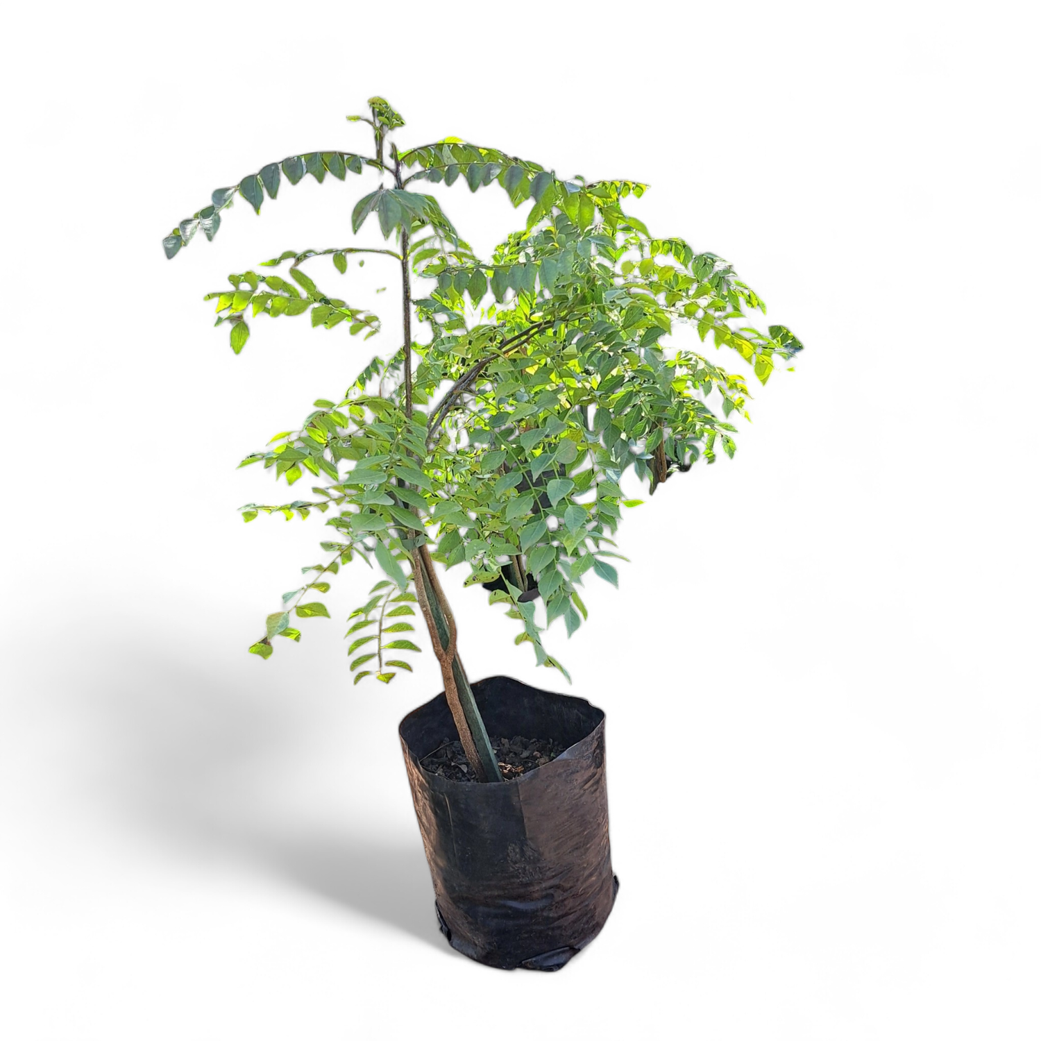 Murraya Koenigii "Curry Leaf" 10 Liter