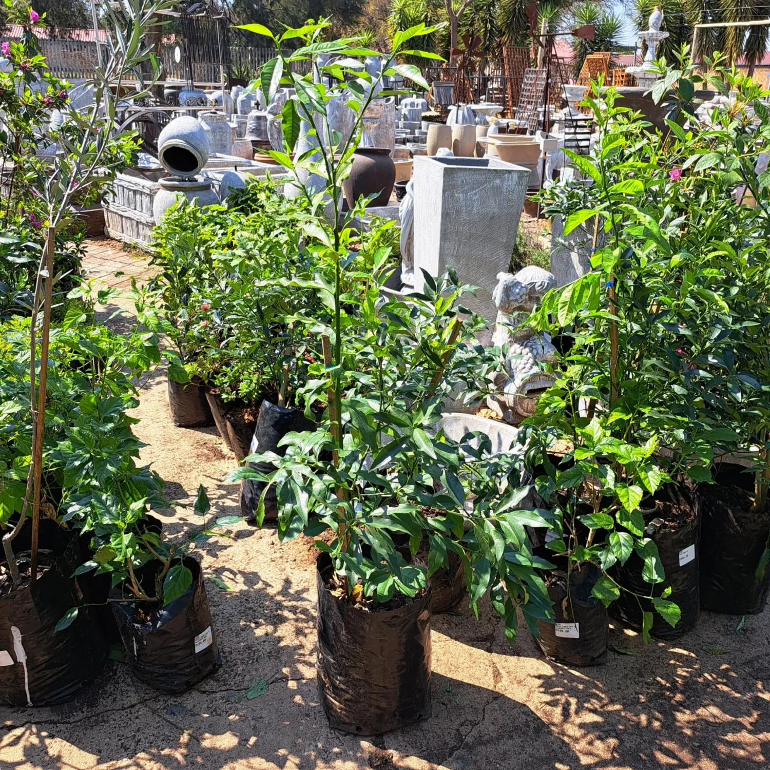 Citrus Japonica "Nagami Kumquat" 20Liter