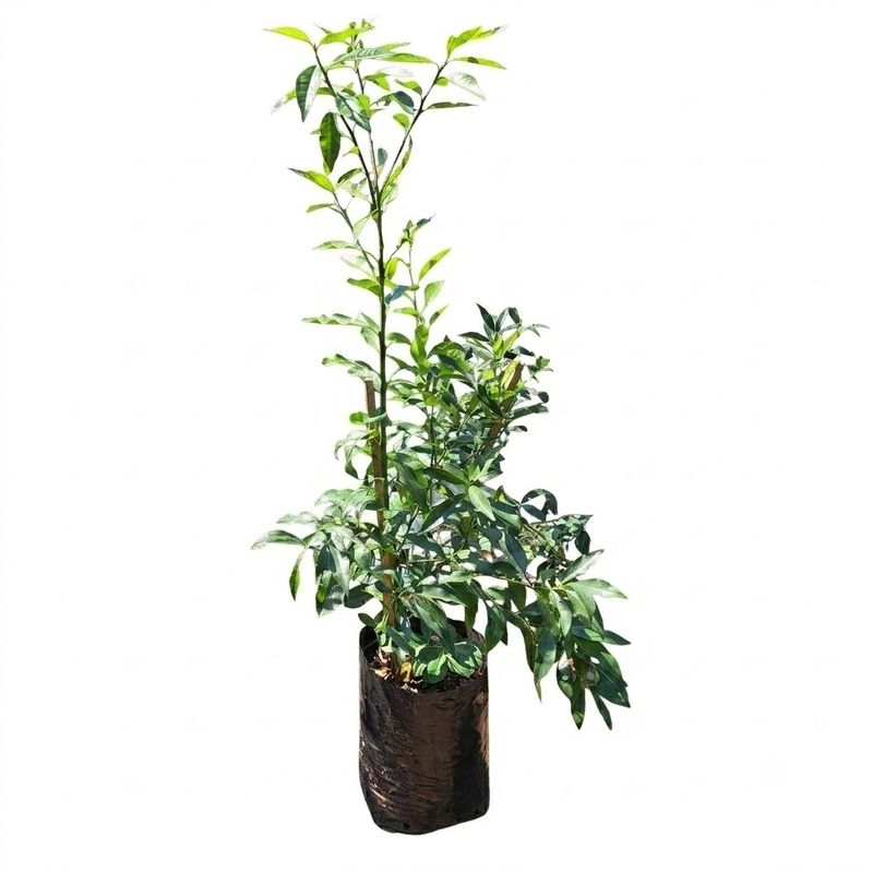 Citrus Japonica "Nagami Kumquat" 20Liter