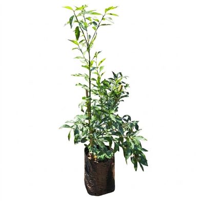 Citrus Japonica "Nagami Kumquat" 20Liter