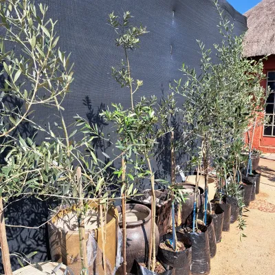 Olea Europaea "Olive Frantoio" 20Liters