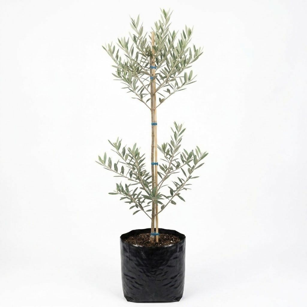 Olea Europaea "Olive Frantoio" 20Liters